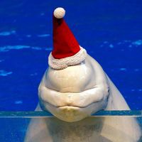 Белухи поздравляют Pokupandex с Новым годом